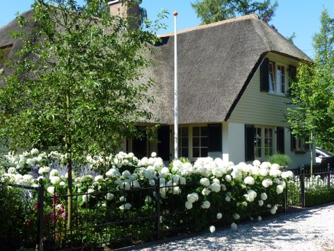 Hoveniersbedrijf G.Weultjes Bloemrijke tuin Vaassen Hydrangea Annabelle.jpg